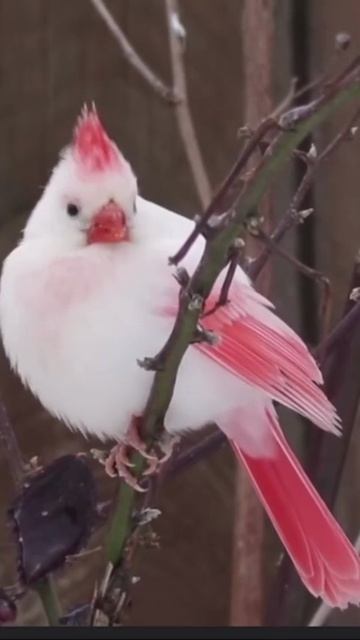 VID_20260420_130306_684.mp4