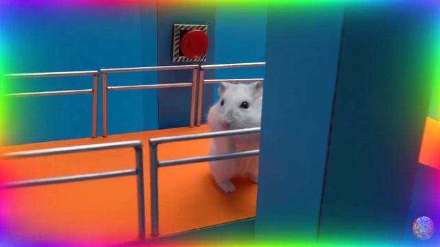 Мой хомяк выбирается из сада лабиринта! часть 3