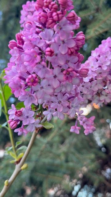 Весна🌺Сирень