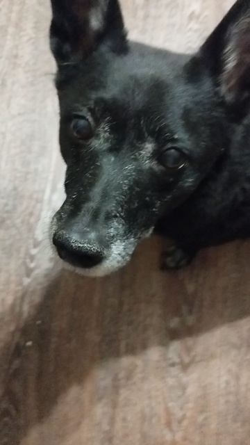 Если что у меня есть собака бима