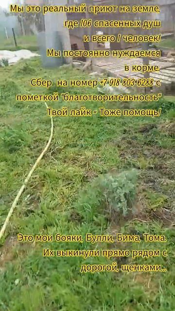 НАС107=106хвостиков  +1человек!