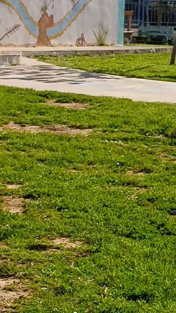 VID_20260420_172855.mp4