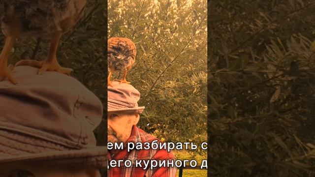 Как защитить кур в клетке на открытом участке #фермерство #яйца #куры #птицеводство #сельскоехозяйст