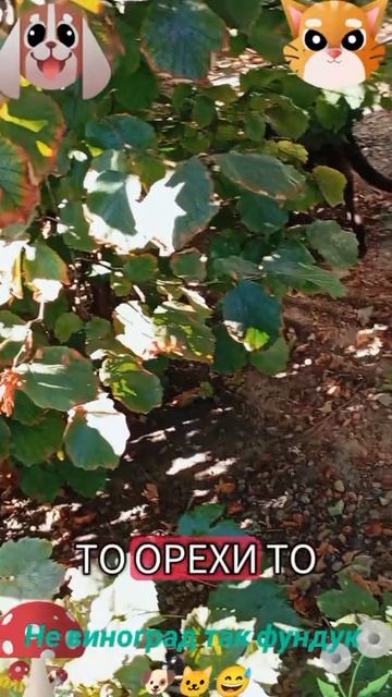 Не виноград так фундук🐶 🐱😅