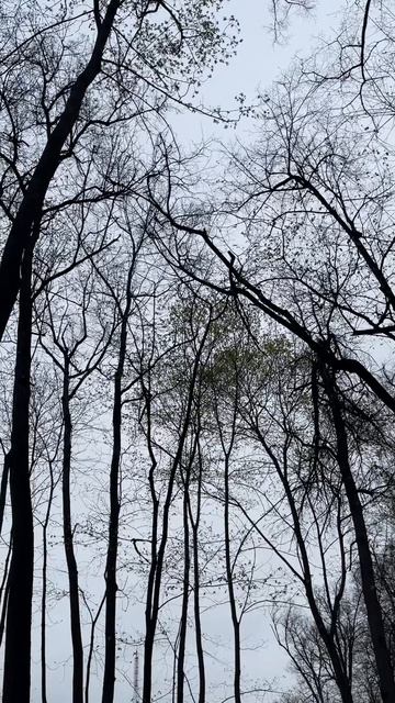 Молодая листва, весна 20-04-2026