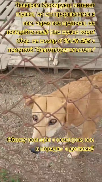 НАС107=106хвостиков  +1человек!