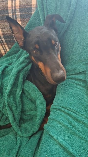 ДоберманЗайка.