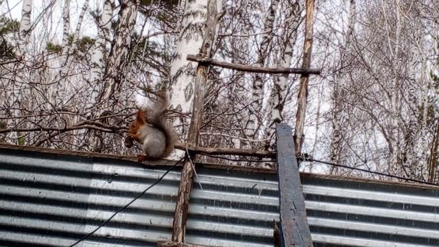 кормим диких белок