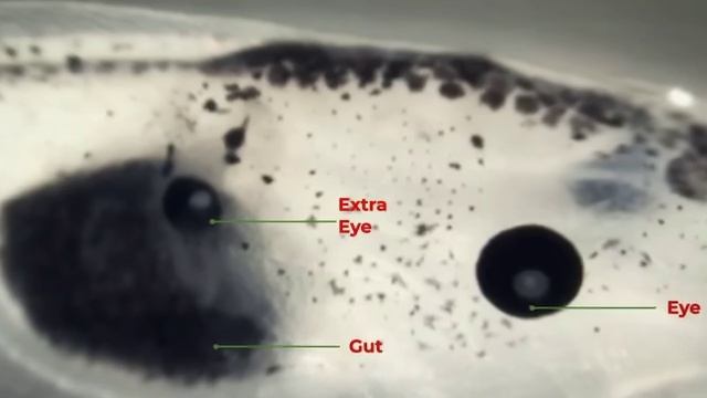 Майкл Левин - новаторская работа в области биоэлектричества и регенерации