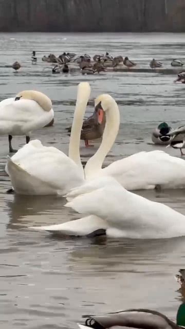 для хорошего настроения😍