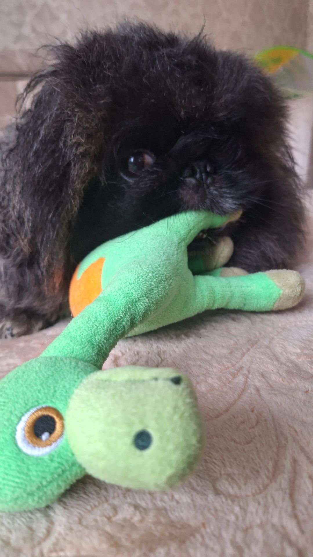 Пекинес Дендик утренняя зарядка