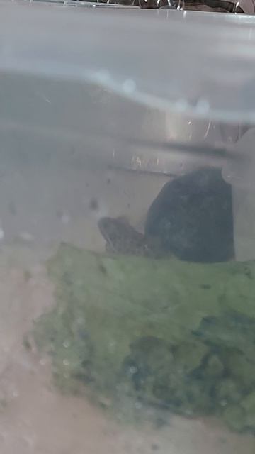 Как ухаживать за лягушкой