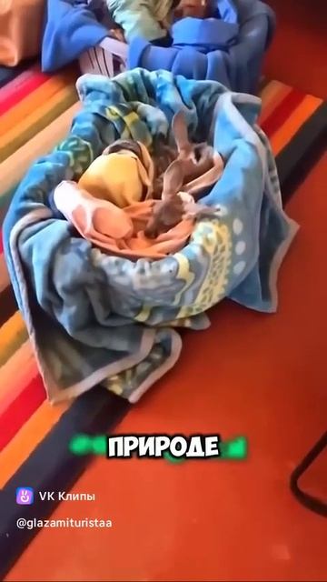 A story about kangaroo 🦘