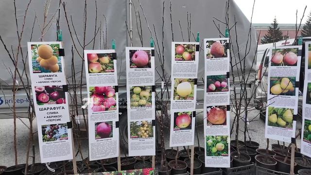 В Златоусте открылся сезон сельскохозяйственных ярмарок