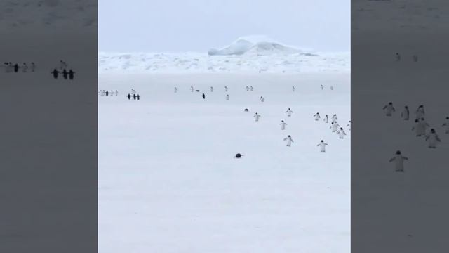 Пингвины но ускоренные в пять раз