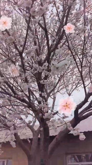 В этом году думаю абрикосинка нас порадует.