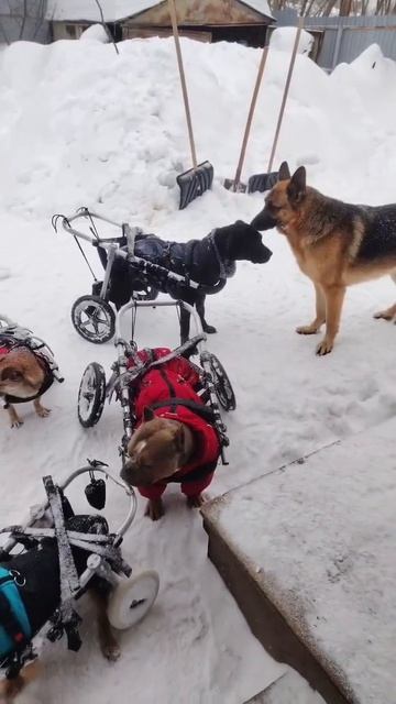 Всем привет от подопечных группы волонтеров 