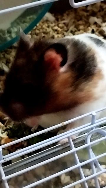 Будни хомяка