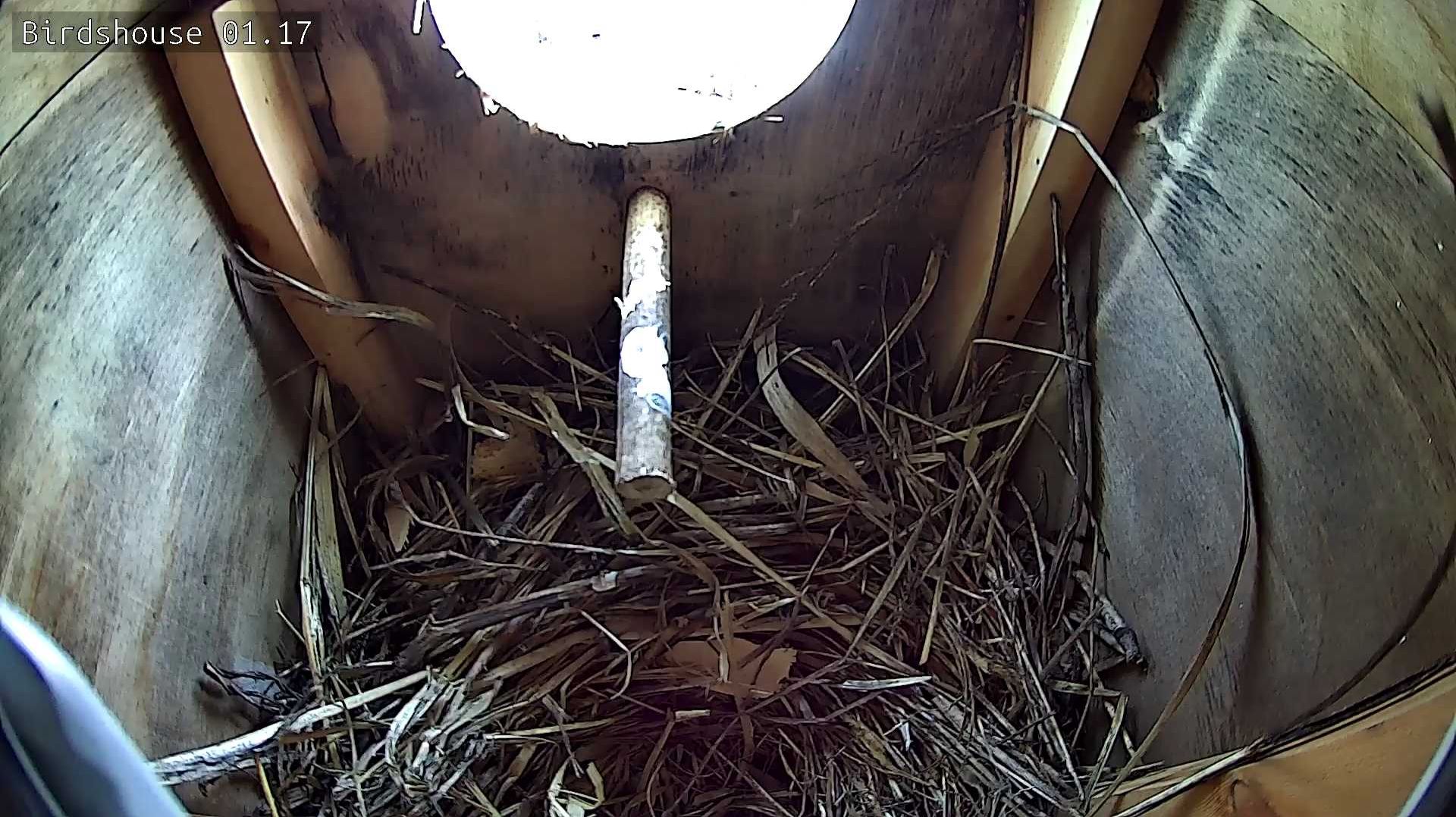 Скворечник - трансляция онлайн