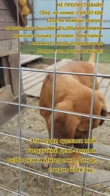 НАС107=106хвостиков  +1человек!