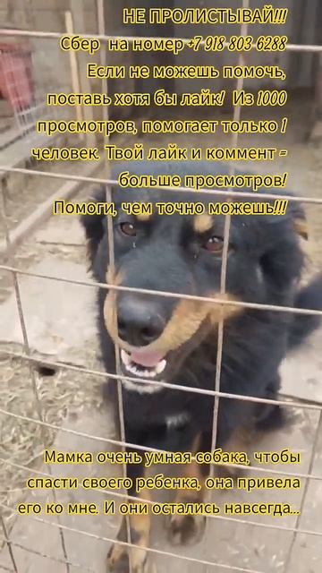 НАС107=106хвостиков  +1человек!