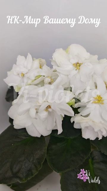 Фиалки Vi-violets (сорт НК-Мир Вашему Дому)