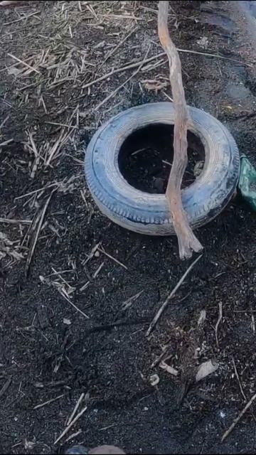 Огромный золотой карась на донку!