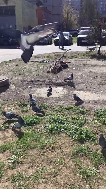 Санкт-Петербург Весенний.  20.04.2026. Проспект Энгельса. Голуби. Эпизод 5