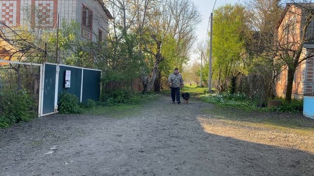 Немецкая овчарка 10 месяцев Ханна! Будни дрессировки! Отработка команды ко мне!