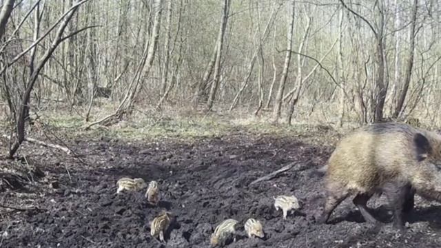 Маленькие кабанчики.