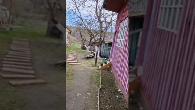 Купила деревья будим содить и пошли выкапывать облепиху