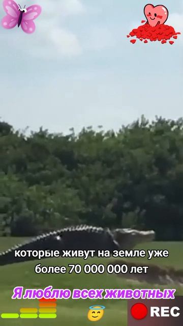 Животные приколы и не только😅