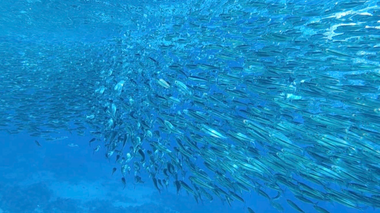 #9. Это просто Подводный космос-невероятный риф отеля Монте Карло Шарм-эль-Шейх Monte Carlo 5*