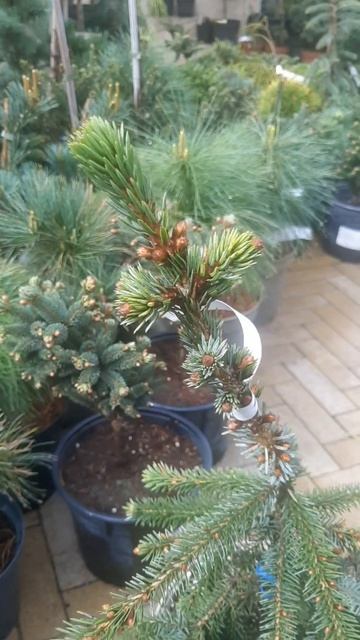 ❤🌲Ель Сербская Пендула Брунс
✔Продажа растений в макс и телеграм канале: Https://t.me/love_is_hvoiny