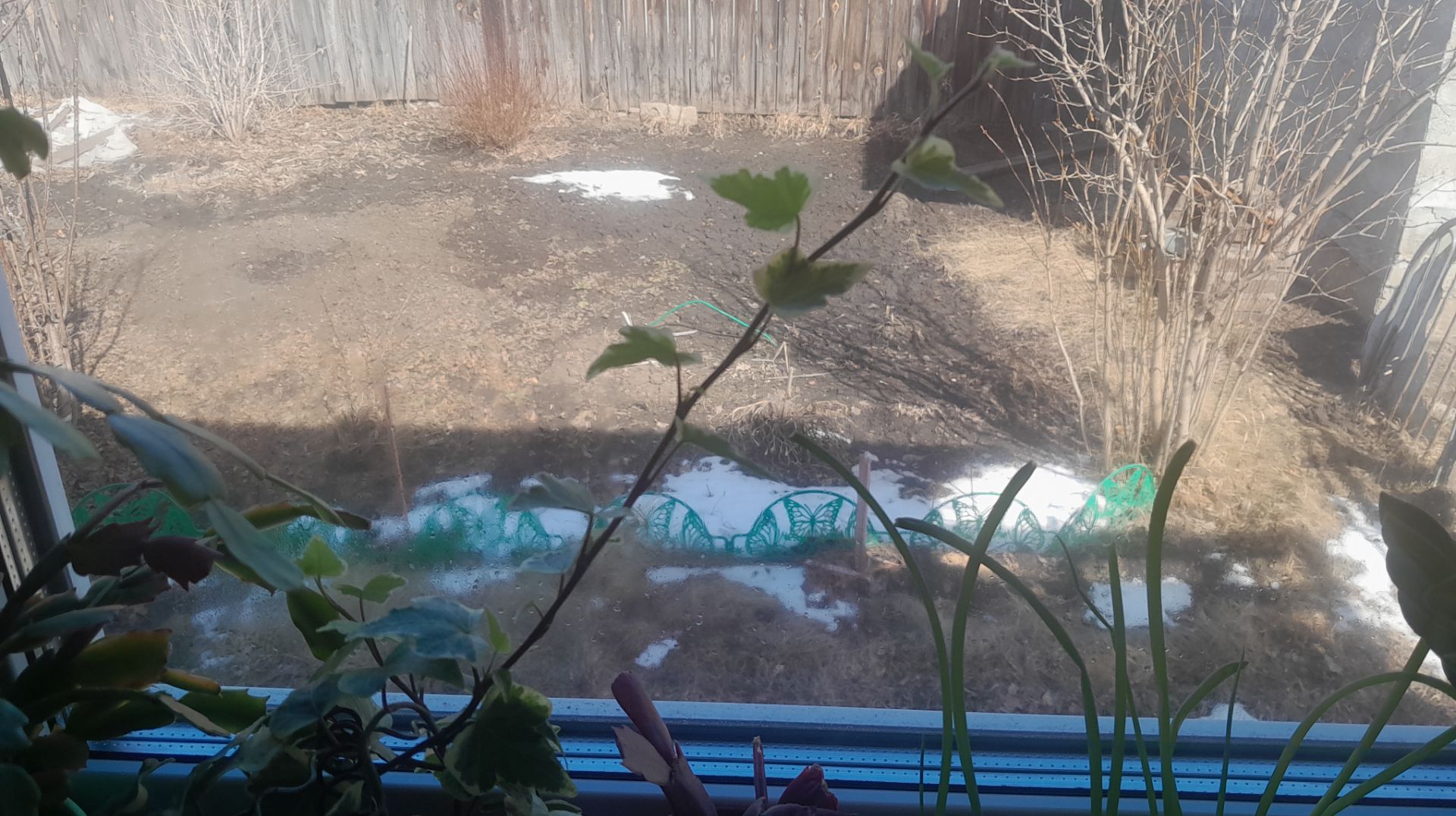 Моя скромная🫠жизнь в маленьком🏡домике 20.04.2026/Рассада🌱растёт, а я рисую❇️ картину #рек