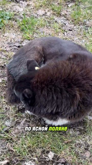 Дружбы не получилось, но я не отчаиваюсь. Зато руки на месте!  #собака #яснаяполяна #тула