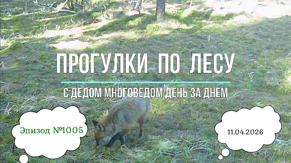Прогулки по лесу. День за днем с дедом Многоведом. 11 апредя 2026г. Эпизод 1005.