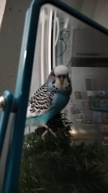 мой попугай скуф самый настоящий попугай скуф