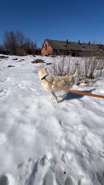 Строгий медвежонок САО Архат 🍀 ищет 🏠❗Пост в описании 🎥 #собака #алабай #сао #любовь #охрана