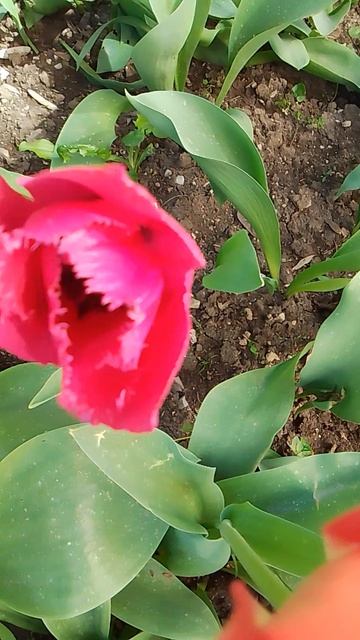 VID_20260420_131128.mp4