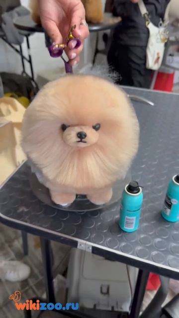 Всероссийский конкурс грумеров «Кубок Поволжья»: Нижний Новгород вошёл в историю груминг‑индустрии