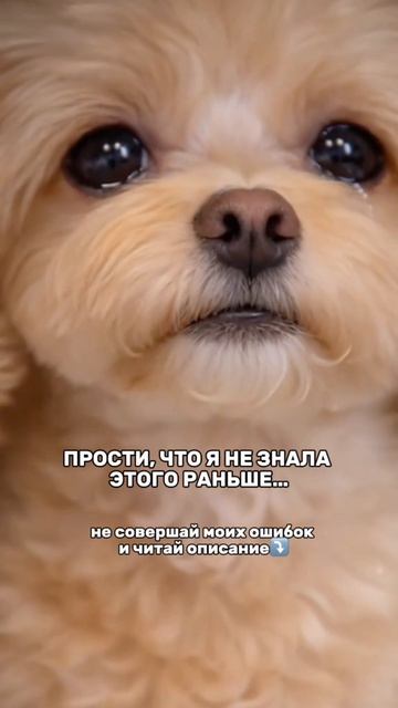 Не доводите собаку до мучений, и своевременно введите в уход чистку зубов!👉 Зубной пастой #WW289331