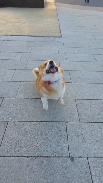 Корги катается на скейте