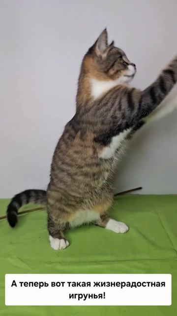 Мимоза едет на выставку-пристройство в Москву