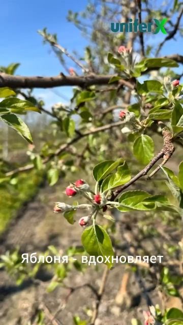 Весна в садах - чарующая пора