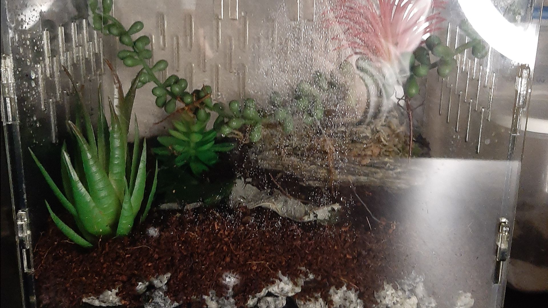 Я украшаю террариум для палочников