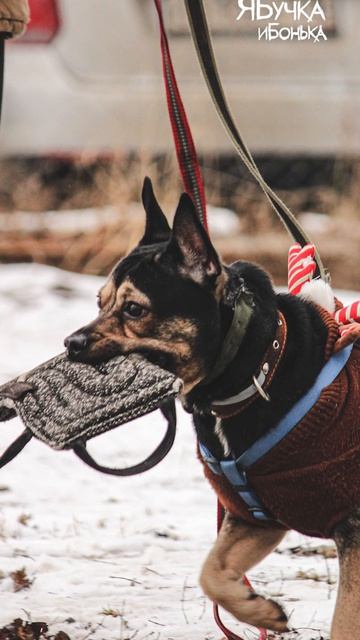 Славянский взгляд от Бучки