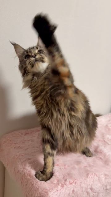 Пати- Ирена Гранд Майер