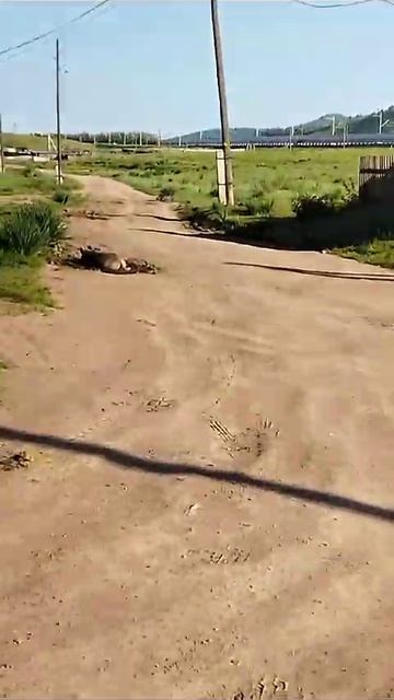 Встреча со свиньей