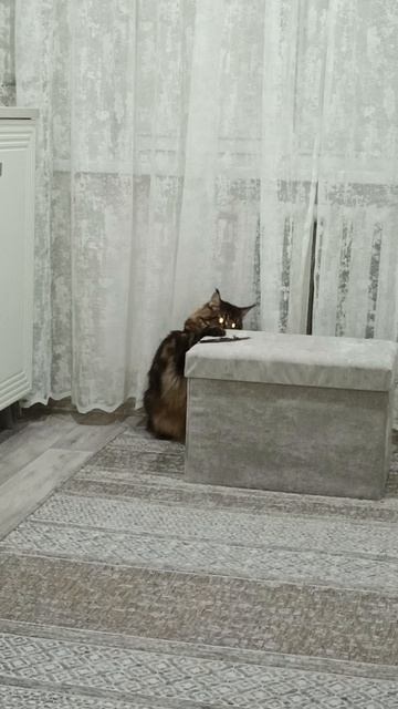 Лучшая игрушка Семёна